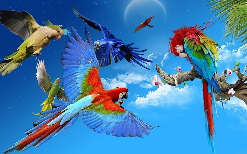 Top 9 loài chim vẹt đẹp và dễ nuôi nhất được nhiều người ưa chuộng - Thú  cảnh