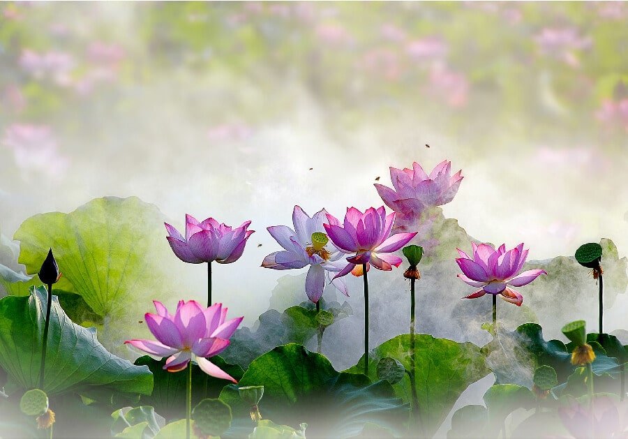 tranh-dan-tuong-hoa-sen-dep