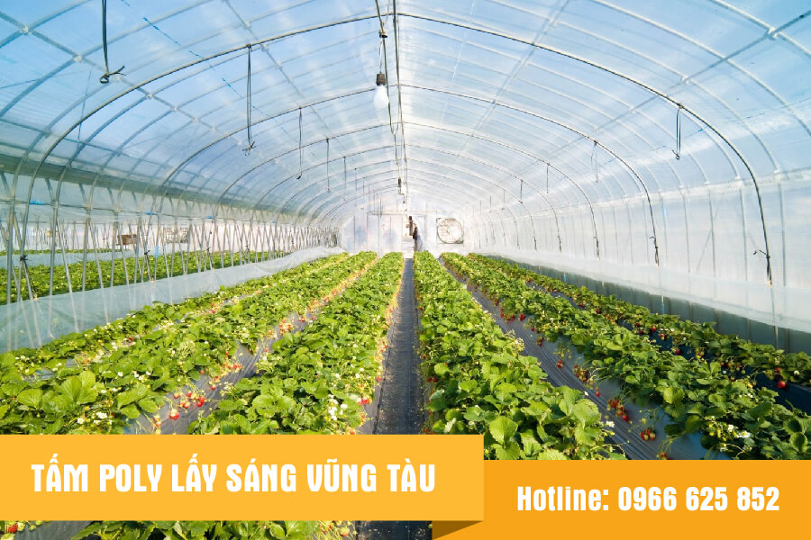 tam-poly-lay-sang-vung-tau-06