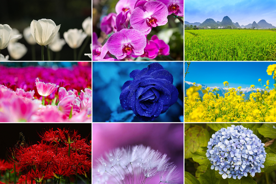 hình ảnh các loài hoa