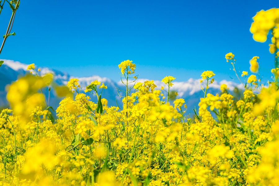 Tuyển chọn 99 hình ảnh hoa đẹp nhất thế giới sắc màu rực rỡ  Up ảnh   Blog