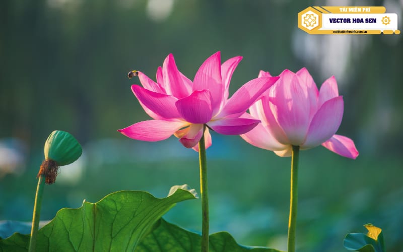 hinh-anh-hoa-sen-06