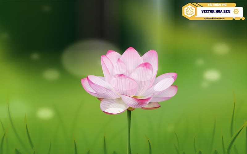 vector-hoa-sen-dep-05