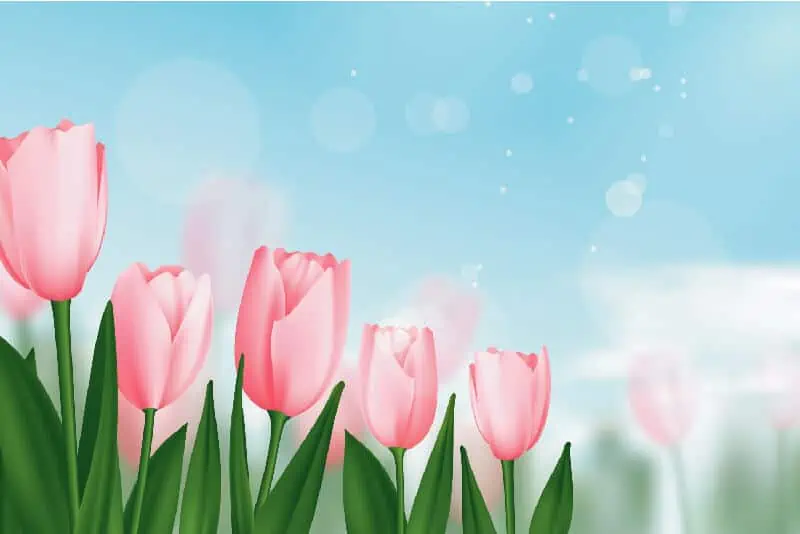 background-hoa-tulip-04