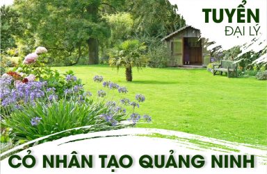 Công ty phân phối cỏ nhân tạo, cỏ trang trí giá rẻ tại Quảng Ninh
