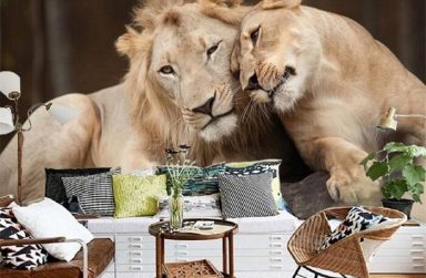 “Ngã ngửa” khi biết giấy dán tường có 9 ưu điểm thần kỳ này